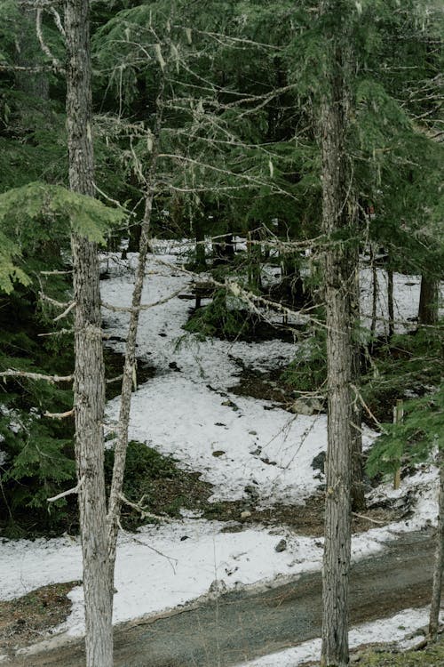 A snow covered forest with a road and trees