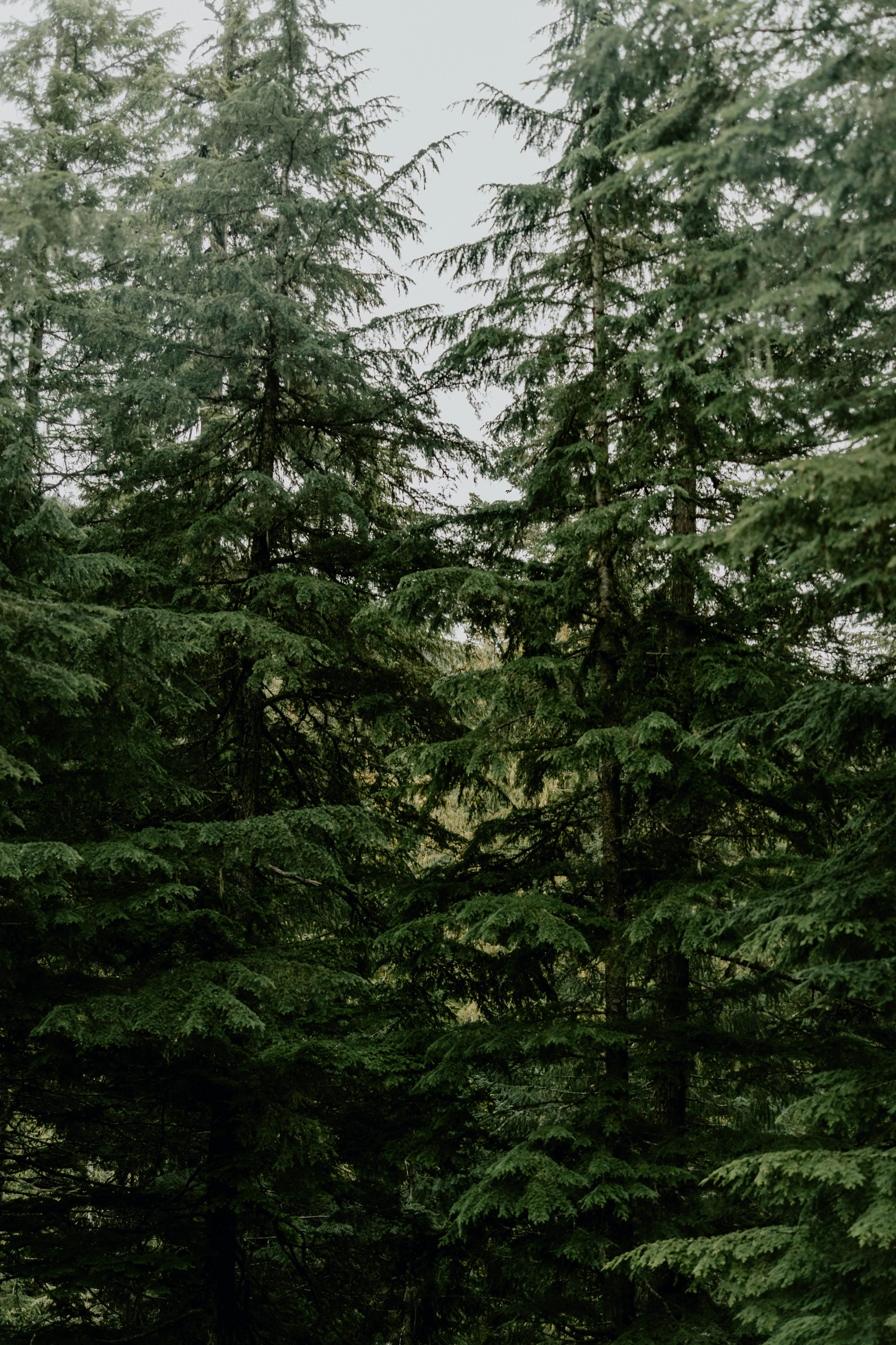 Serene view of dense evergreen forest in Whistler, BC, showcasing natural greenery.