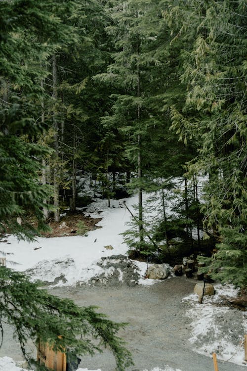 Immagine gratuita di conifera, conifero, flora