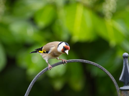 Goldfinch perched on a bird feeder.