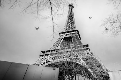 Free Black and white photo of the eiffel tower with birds flying Stock Photo