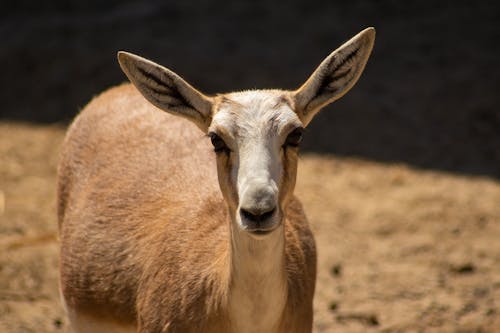 Female Dorcas Gazelle