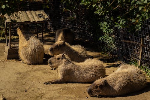 A group of capybaras laying down in the dirt