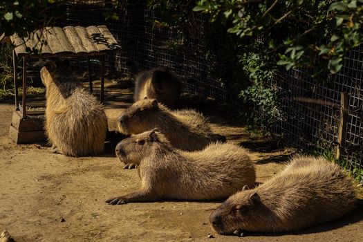 Group of capybaras resting in a zoo enclosure under the sun.
