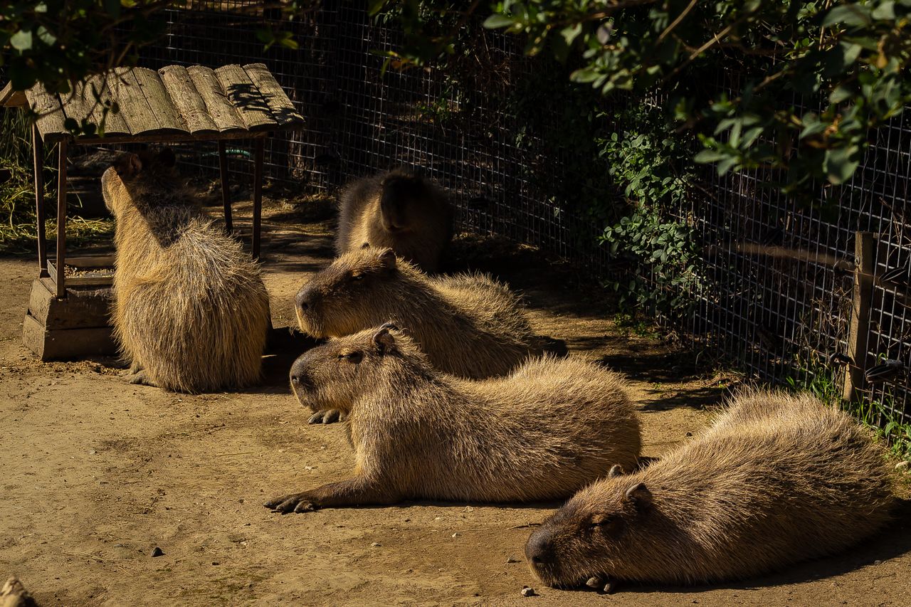 group of capybaras resting in a zoo enclosure under the sun