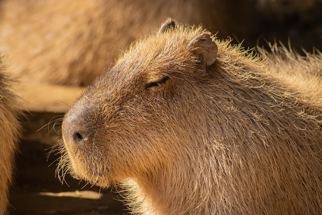 Kostnadsfri bild av capybara, djurfotografi, huvud