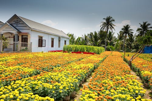 бесплатная Белый деревянный дом возле цветочного поля Стоковое фото