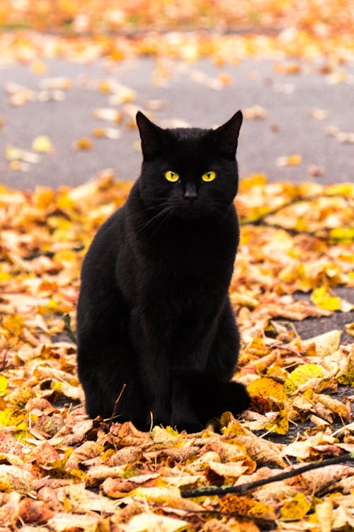 Kostnadsfri bild av gata, gul, halloween