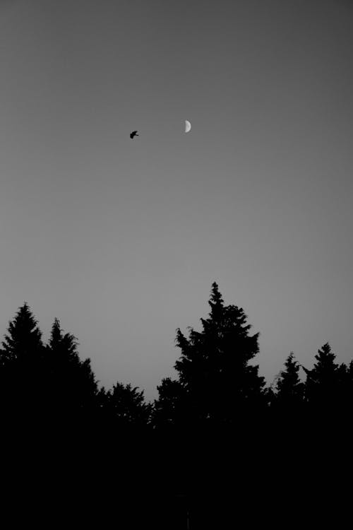 A black and white photo of a bird flying over trees