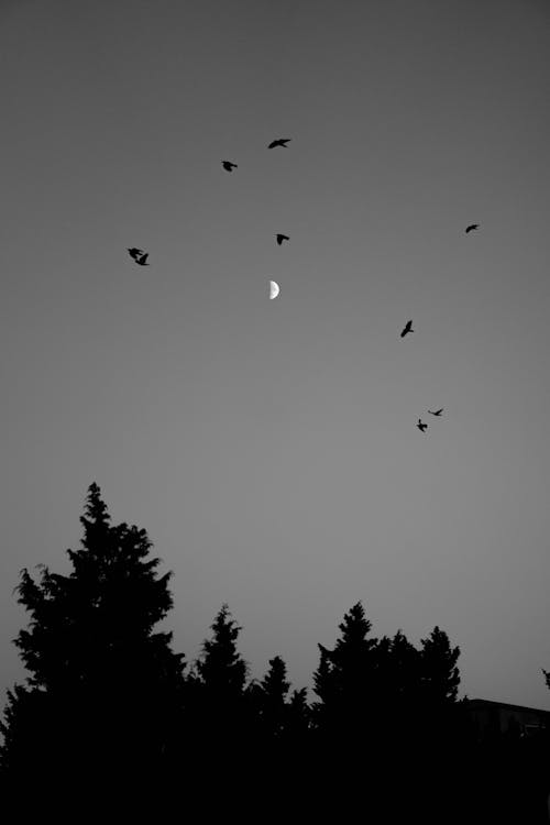 Fotobanka s bezplatnými fotkami na tému lietanie, mesiac v tvare kosáka, nočná obloha