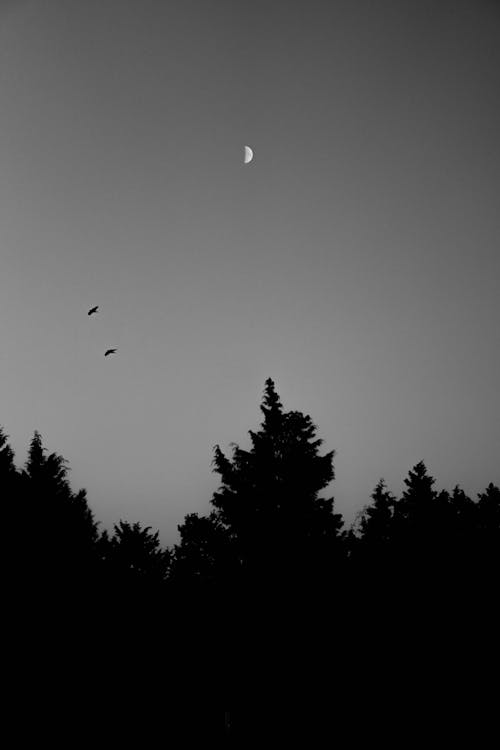 Black and white photo of a moon and trees