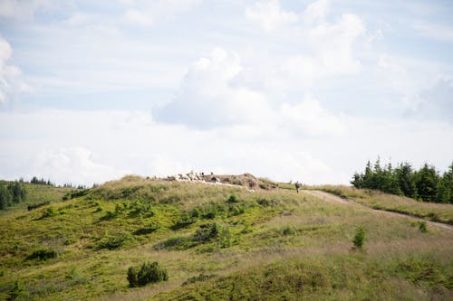 Darmowe zdjęcie z galerii z łąka, owca, pasterz