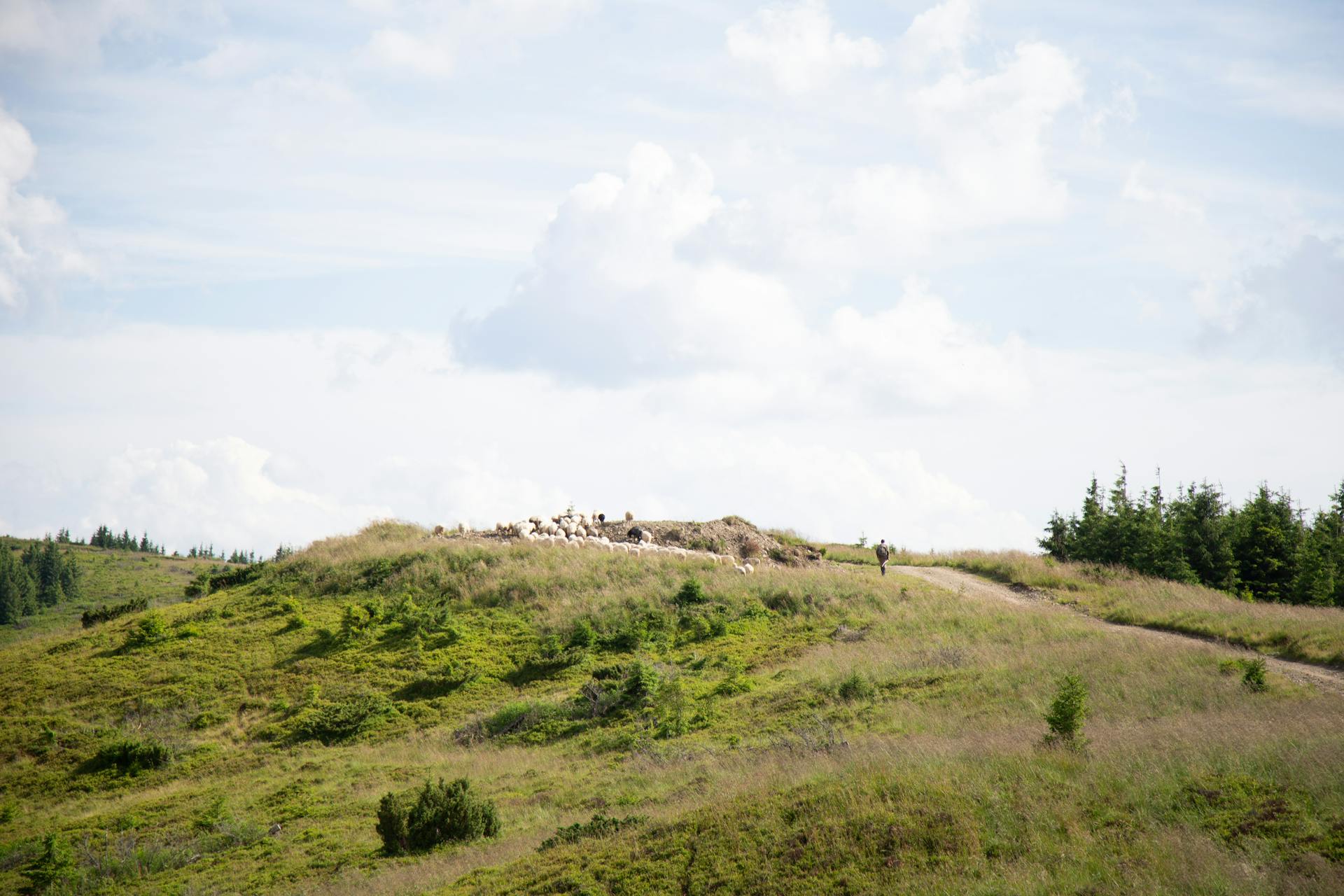 Shepherd and Flock of Sheep on Pasture