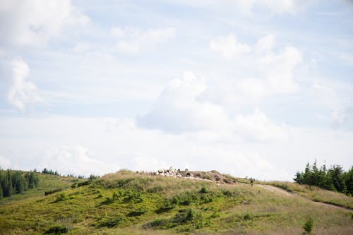 丘, 動物, 家畜の無料の写真素材