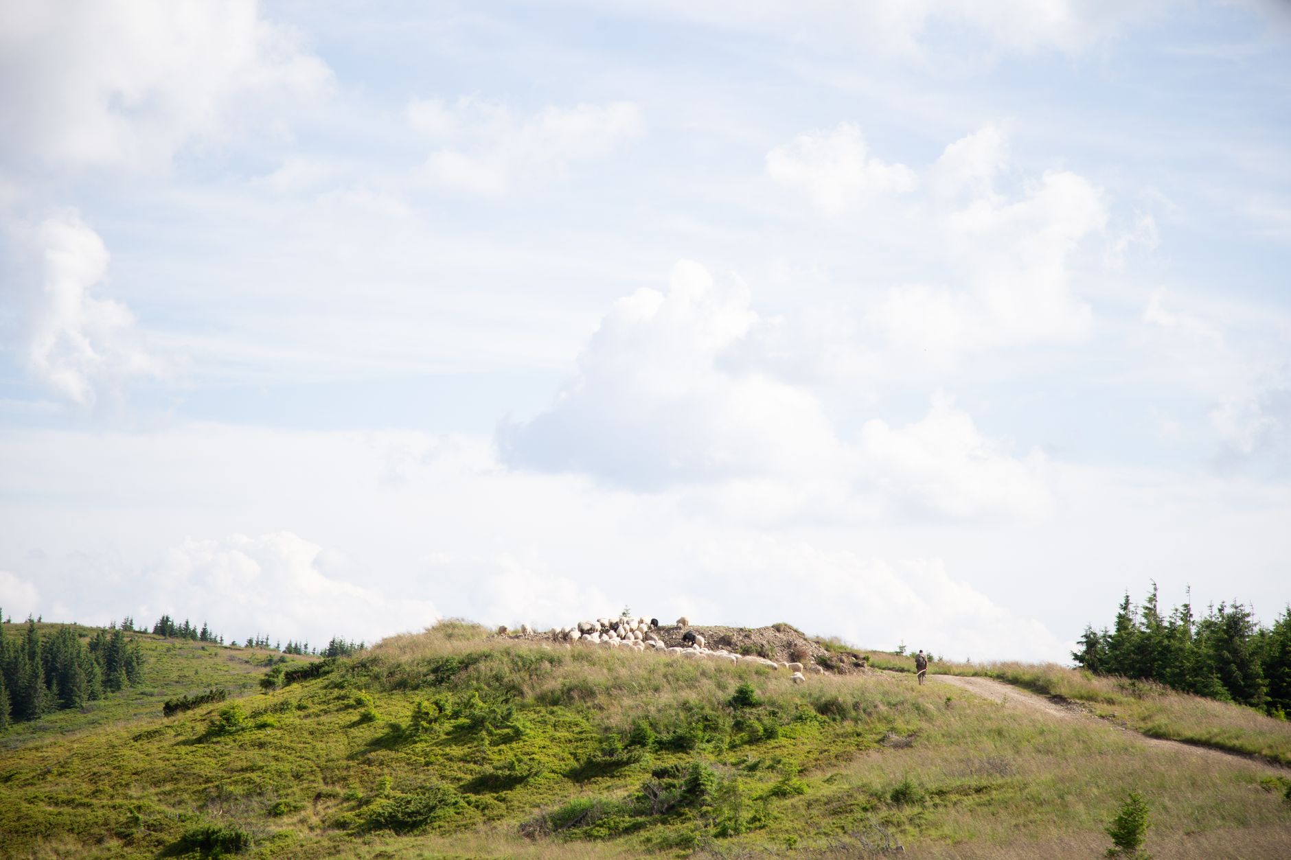 Cheese Rolling