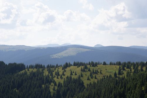 Free Breathtaking view of rolling mountains and lush pine forests under a cloudy sky. Stock Photo