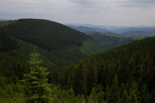 Free A view of a forested mountain range from a hilltop Stock Photo