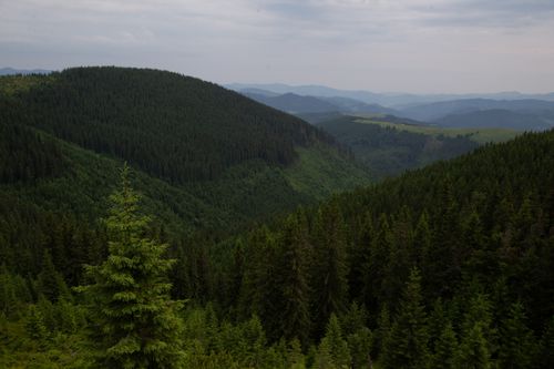 Free A breathtaking aerial shot of lush green coniferous forests covering rolling hills and valleys. Stock Photo