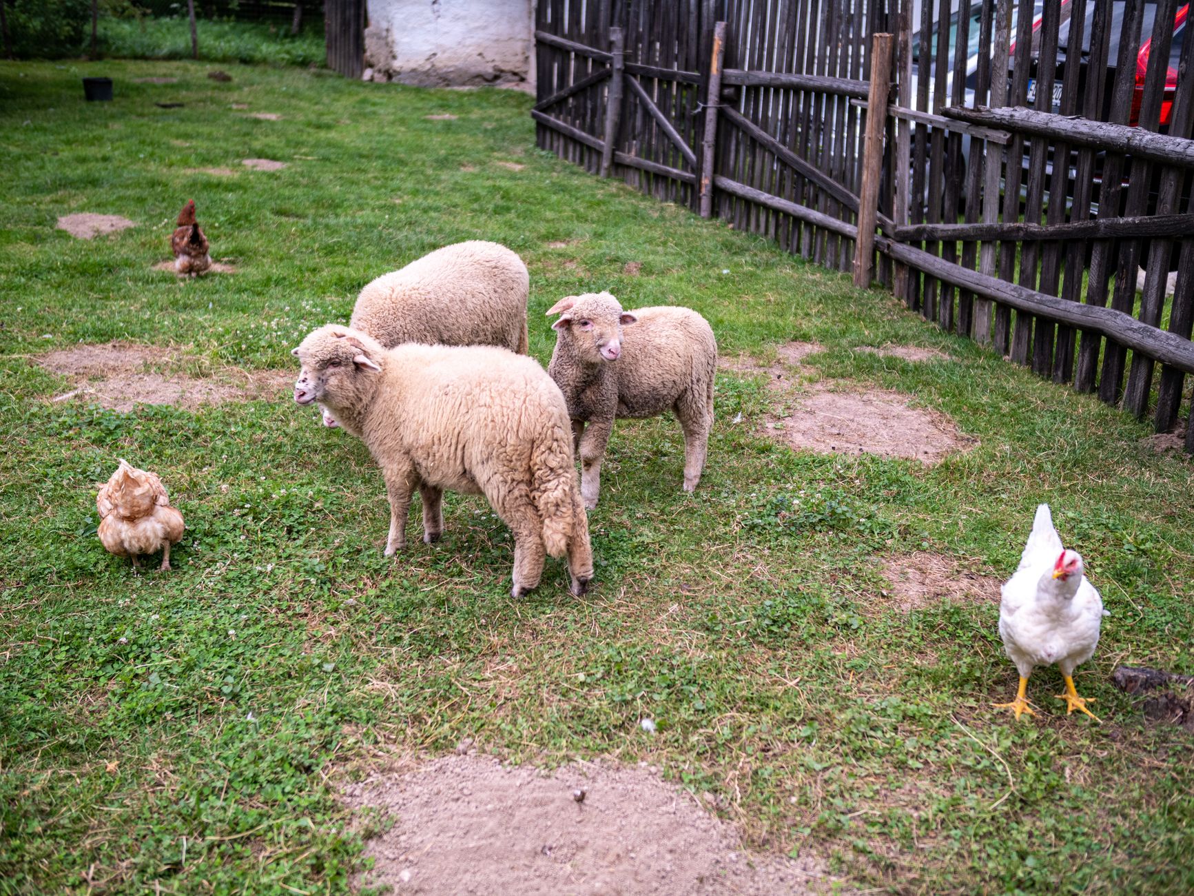 Sheep and Hens in Enclosure