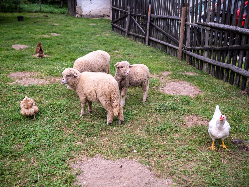 A peaceful rural farm scene showing sheep and chickens grazing on a grassy field enclosed by a wooden fence.