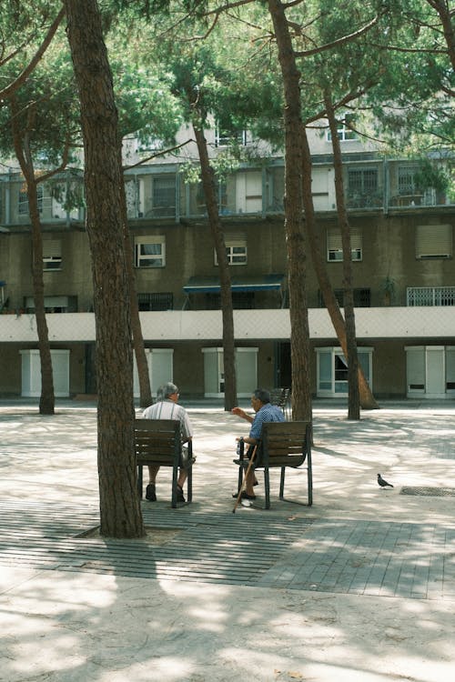 Foto d'estoc gratuïta de ancians, arbres, assegut