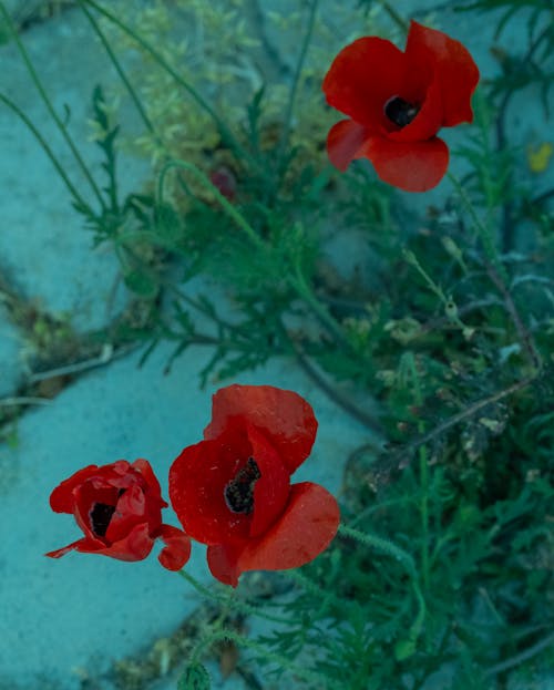 꽃, 농촌의, 빨간의 무료 스톡 사진