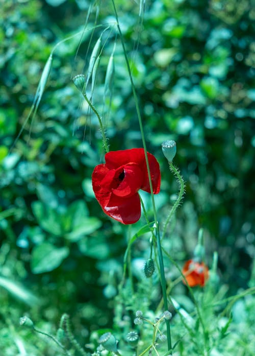 Immagine gratuita di fiore, focus selettivo, impianti