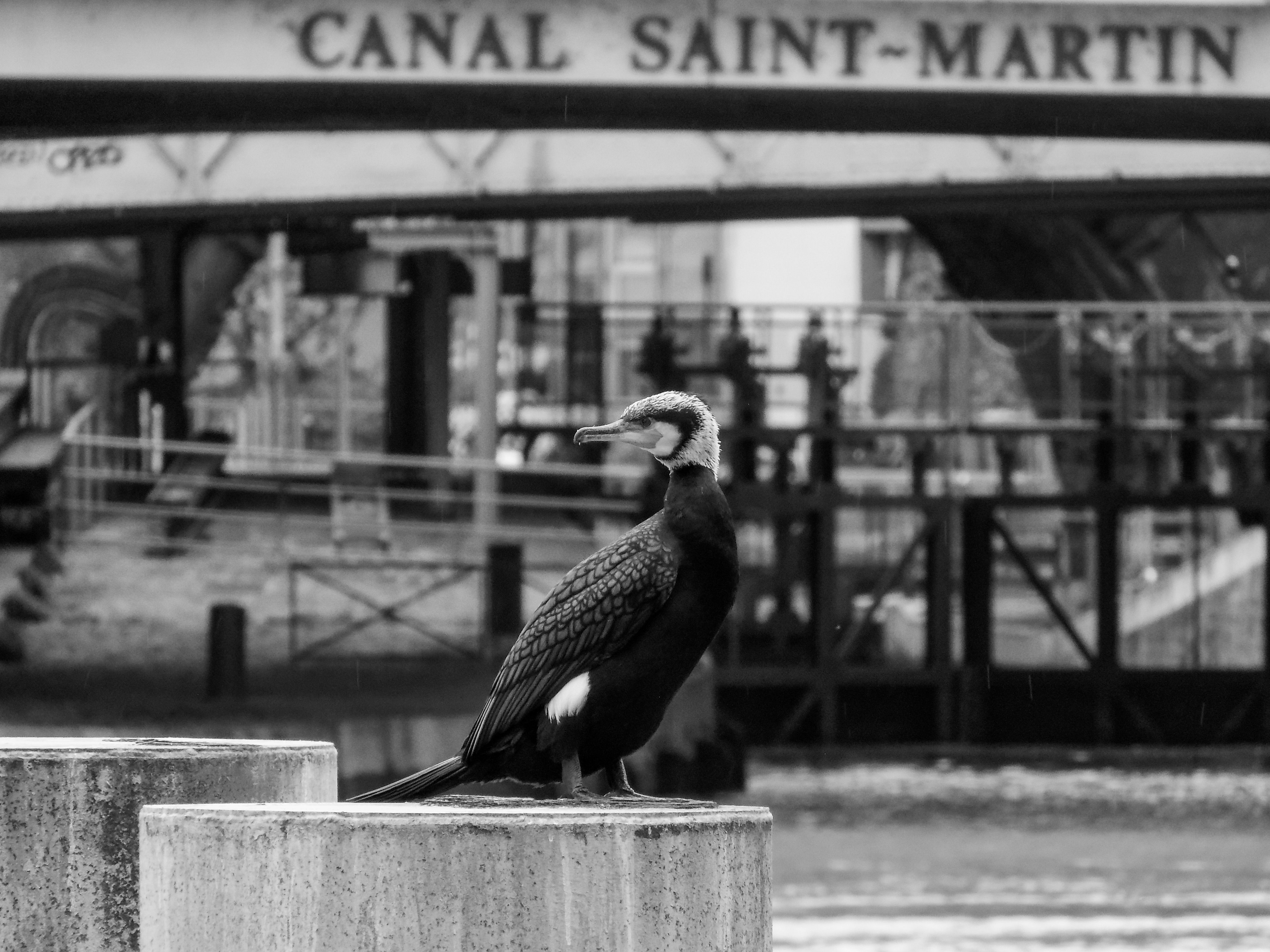 Great Cormorant perched by Canal Saint-Martin in urban black and white setting.