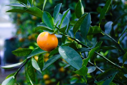 Free A ripe orange hangs from a lush, green branch, symbolizing tropical freshness and growth. Stock Photo