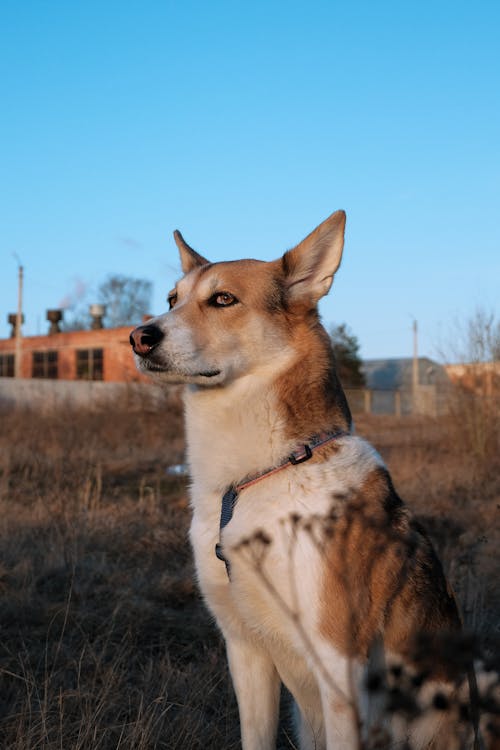 Gratis lagerfoto af dyrefotografering, hoved, hund