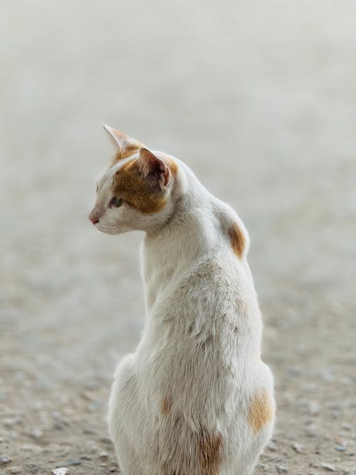 Gratis lagerfoto af dyrefotografering, kat, lodret skud