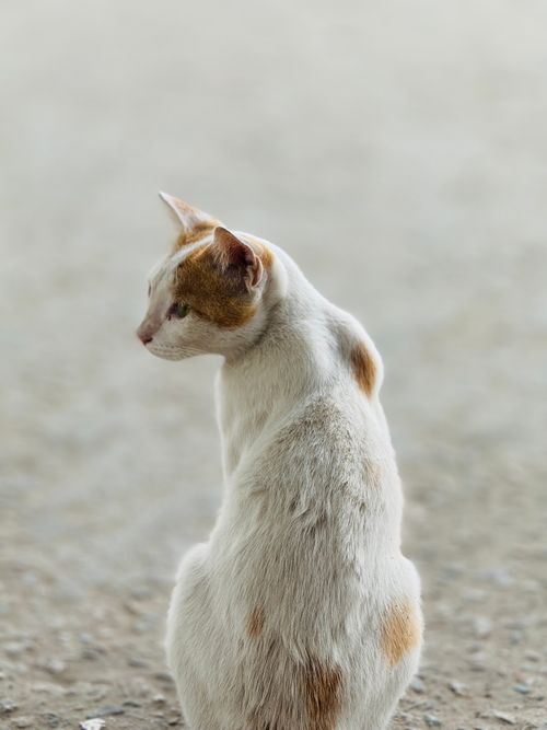 Free Back view of a curious cat sitting outside in Madhukhali, Bangladesh. Stock Photo
