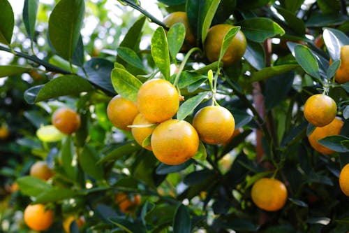 Mandarinenfrucht