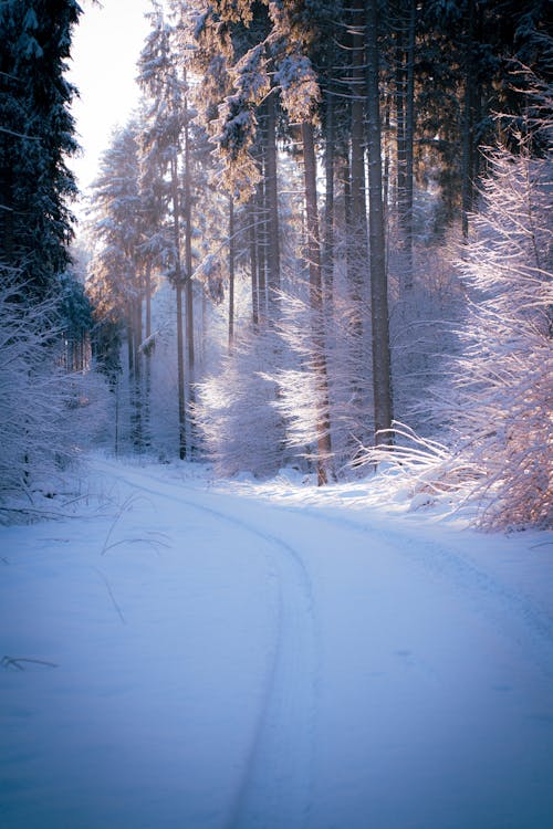 Kostenloses Stock Foto zu außerorts, bäume, feldweg