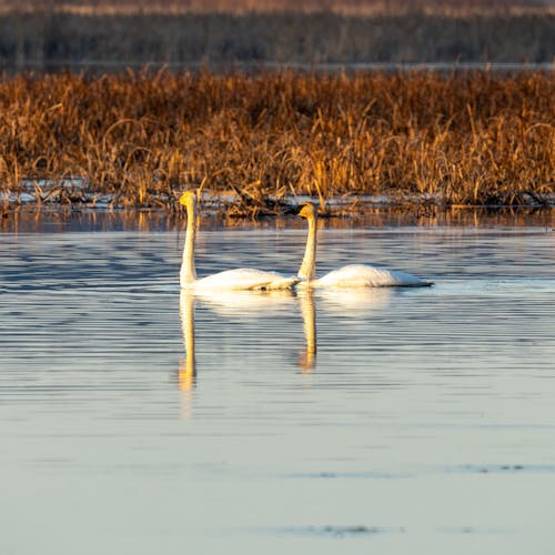 Two swans swimming in a lake with grass and water