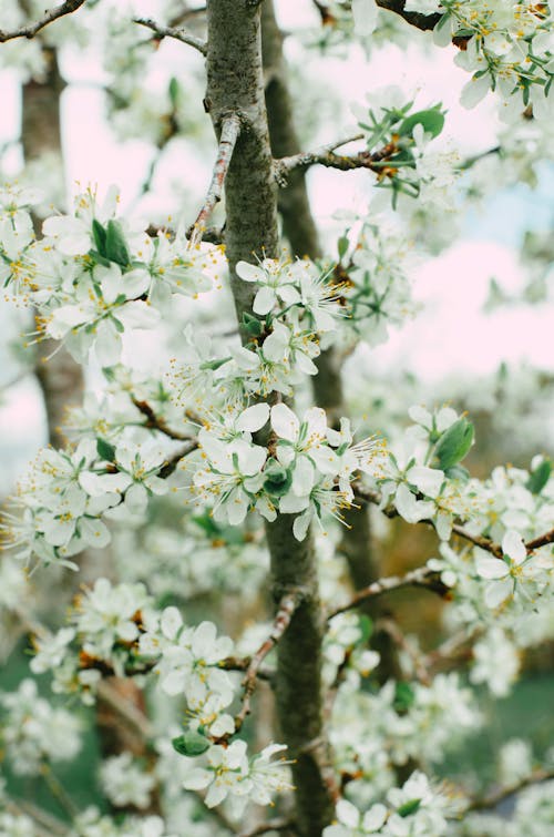 A close up of a tree with white flowers