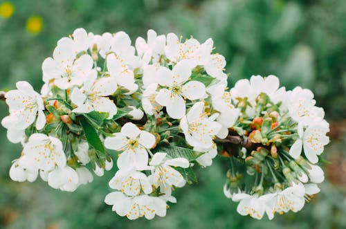Безкоштовне стокове фото на тему «білий, весна, Вибірковий фокус»