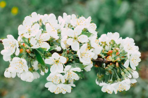Free Close-up of white cherry blossoms in spring, highlighting delicate petals and stamens. Stock Photo