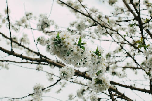 Foto profissional grátis de árvore, branco, cereja