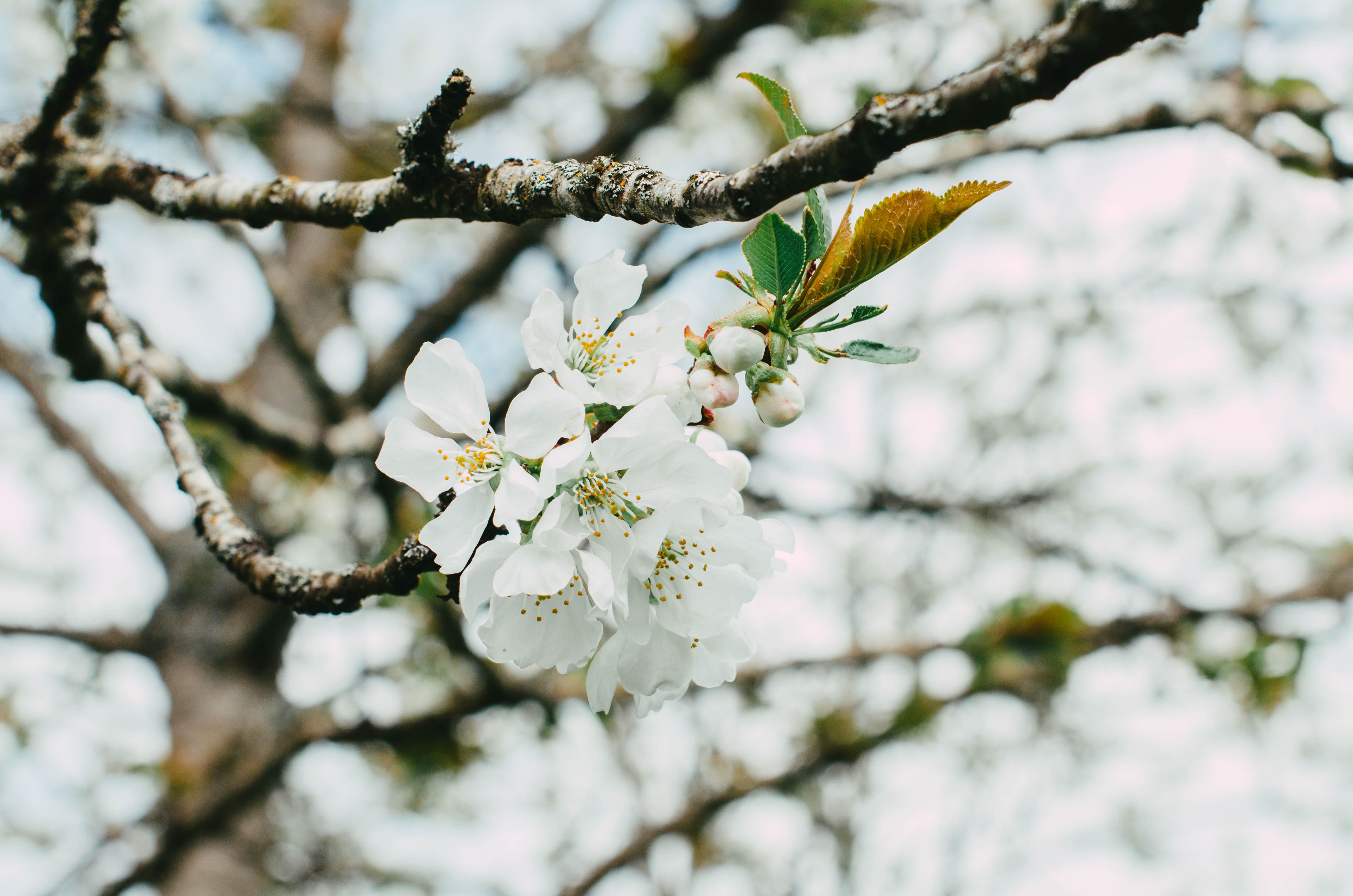Черемха: вирощування, користь та застосування в 2026 році — white blossoms cherry fruit tree landscape