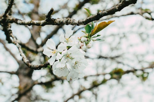 A white flower on a tree branch