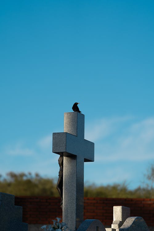 Blackbird on top of a cross in a cemetery.