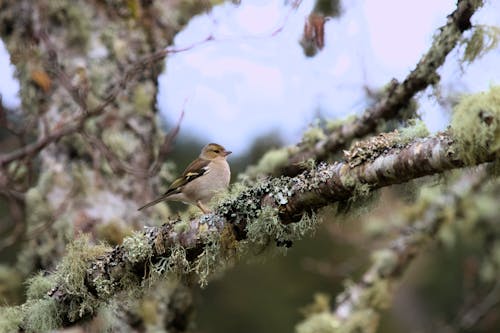 Gratis stockfoto met boom, dierenfotografie, euraziatische vink