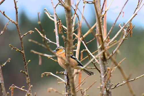 Kostenloses Stock Foto zu äste, baum, eurasischer buchfink