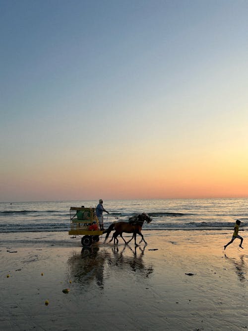 日没, 海, 馬の無料の写真素材
