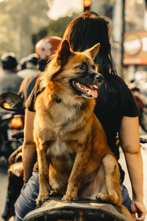 Kostnadsfri bild av djurfotografi, hund, hund-