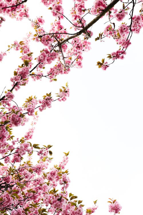 Immagine gratuita di albero, albero di sakura, bellissimo