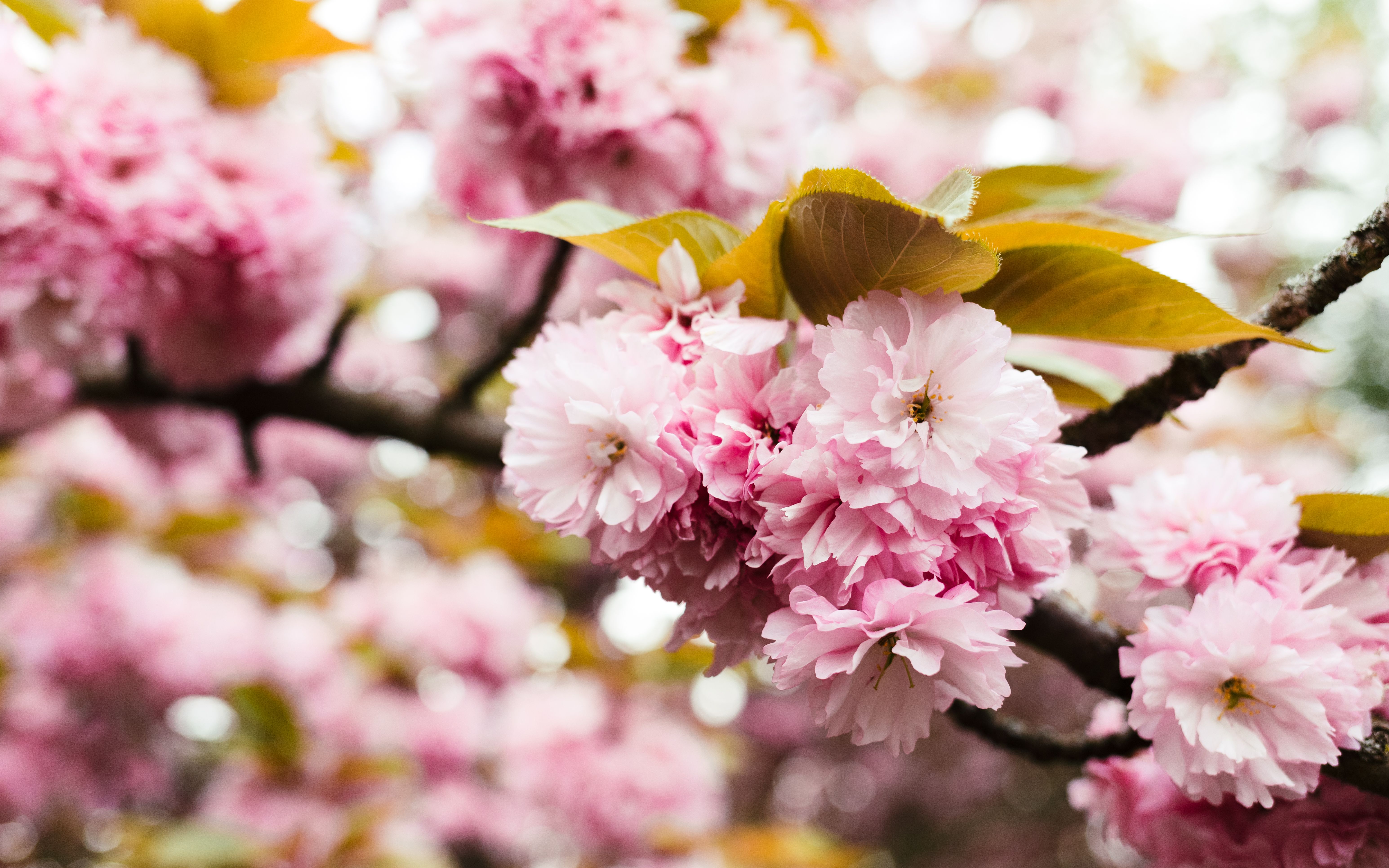 Close-up of vibrant pink cherry blossoms on a sunny spring day in Berlin.