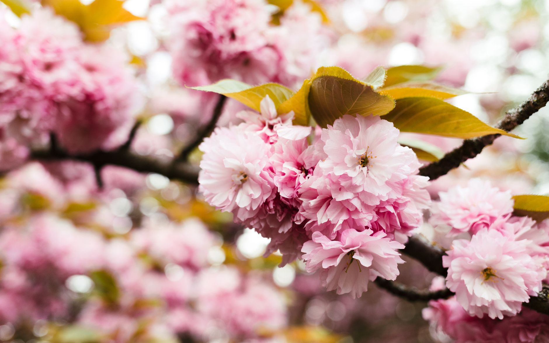 Close-up of vibrant pink cherry blossoms on a sunny spring day in Berlin.