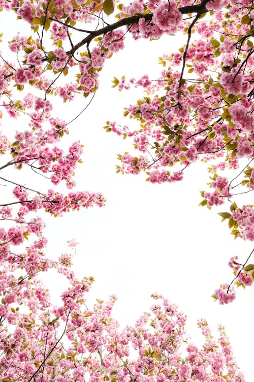 Immagine gratuita di albero, albero di sakura, berlino